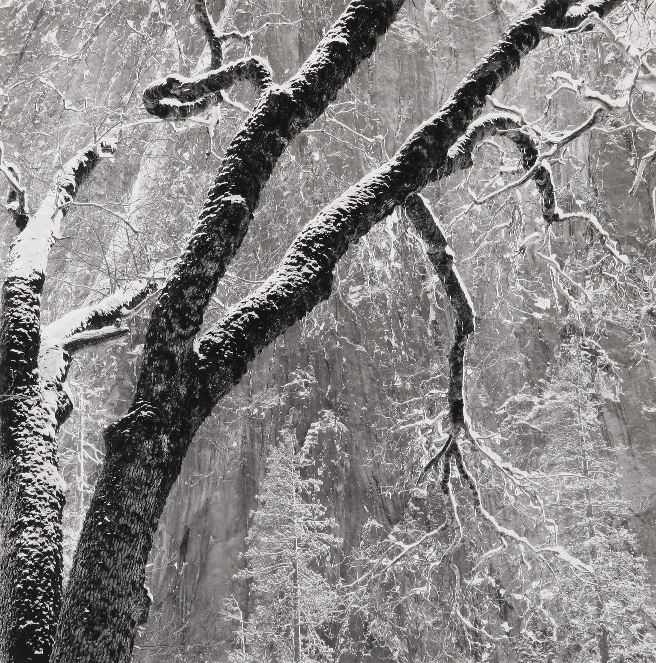 Black Oak, Yosemite National Park, CA, 1998.jpg