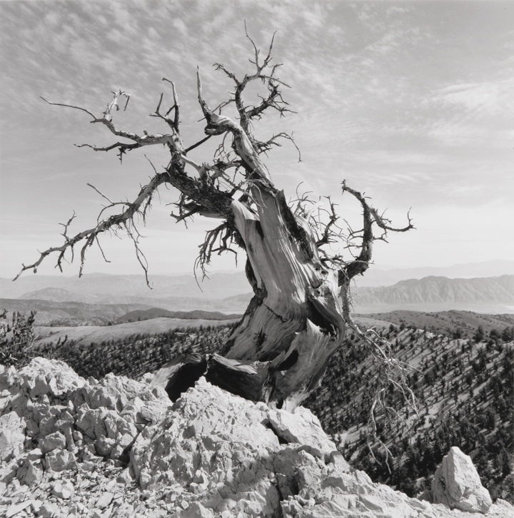 Bristlecone Pine, CA, 1973