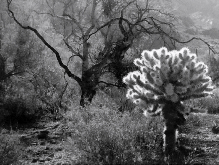 Backlit Cholla, 2017