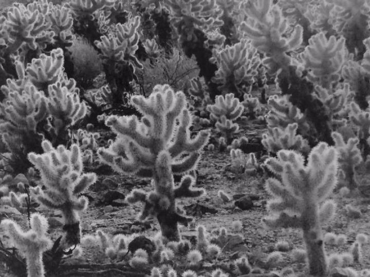Joshua Tree National Park, 1986